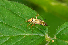 Rhabdomiris striatellus