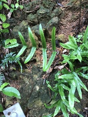 Lindsaea ensifolia