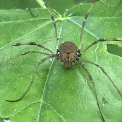 Phalangioidea