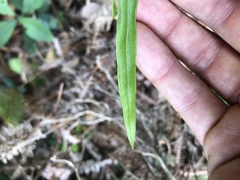Lindsaea ensifolia