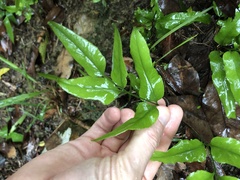 Lindsaea ensifolia