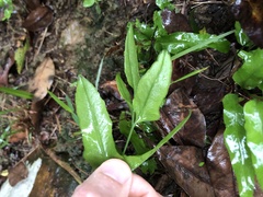 Lindsaea ensifolia