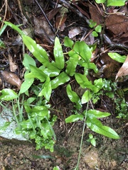 Lindsaea ensifolia