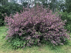 Weigela praecox