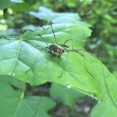 Phalangioidea