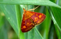Pyrausta aurata
