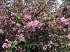 Weigela praecox