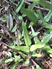 Lindsaea ensifolia