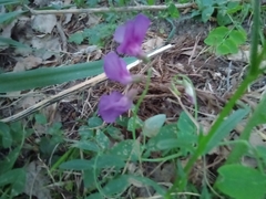 Lathyrus humilis