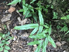Lindsaea ensifolia