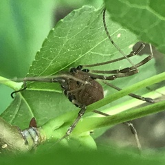 Phalangioidea