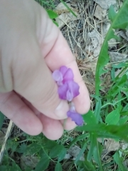 Lathyrus humilis