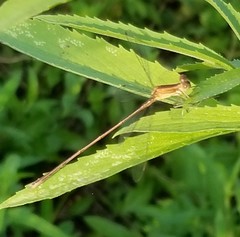 Lestes australis