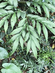 Amorphophallus dunnii
