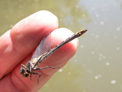 Phanogomphus quadricolor