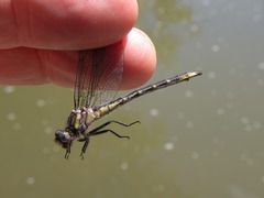 Phanogomphus quadricolor