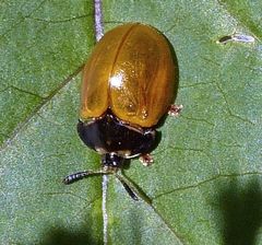 Chelymorpha cribraria