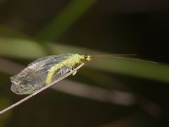 Plesiochrysa ramburi