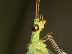 Plesiochrysa ramburi