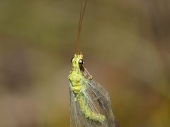 Plesiochrysa ramburi