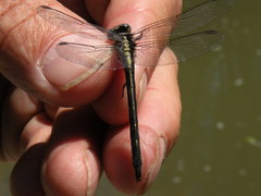 Phanogomphus quadricolor