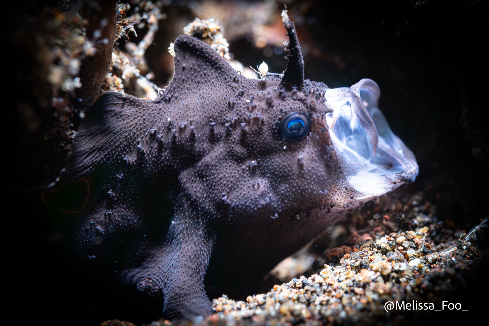 Deep-Sea Anglerfish: The Glowing Predator of the Abyss