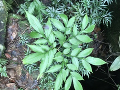 Amorphophallus dunnii