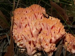 Ramaria capitata ochraceosalmonicolor