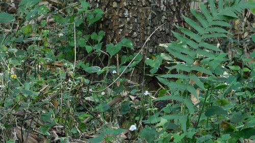 Javan Mongoose