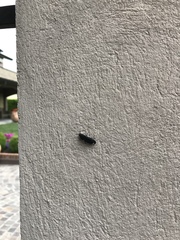 Lacon punctatus