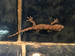 Hemidactylus palaichthus