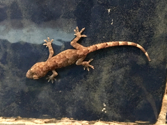 Hemidactylus palaichthus