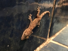 Hemidactylus palaichthus