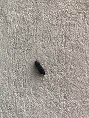 Lacon punctatus