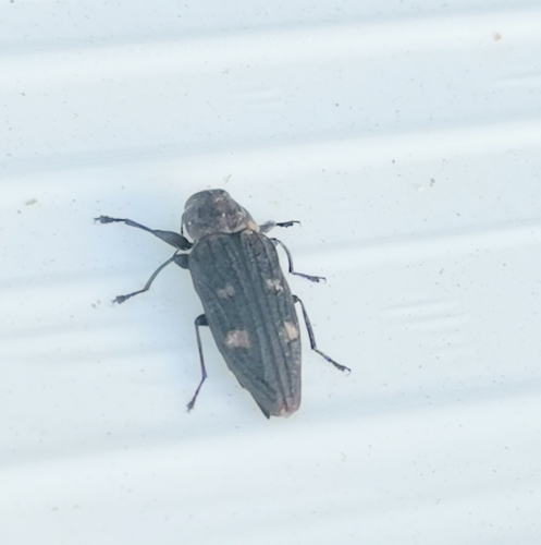 Chrysobothris chrysostigma