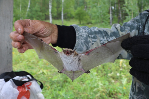 pond bat, Chelyabinsk, RU, photo 9 of 10