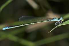 Aciagrion hisopa