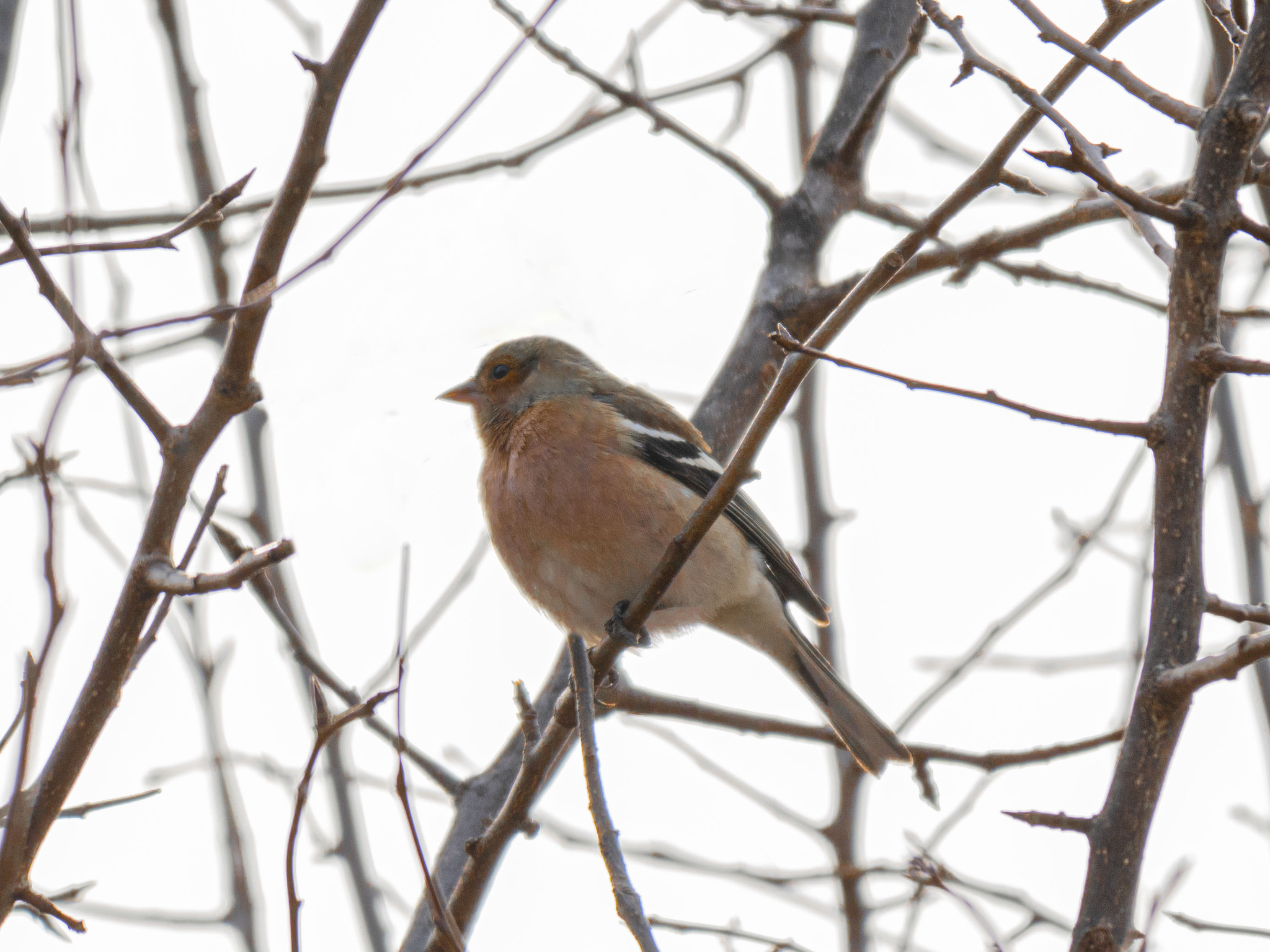 Eurasian Chaffinch