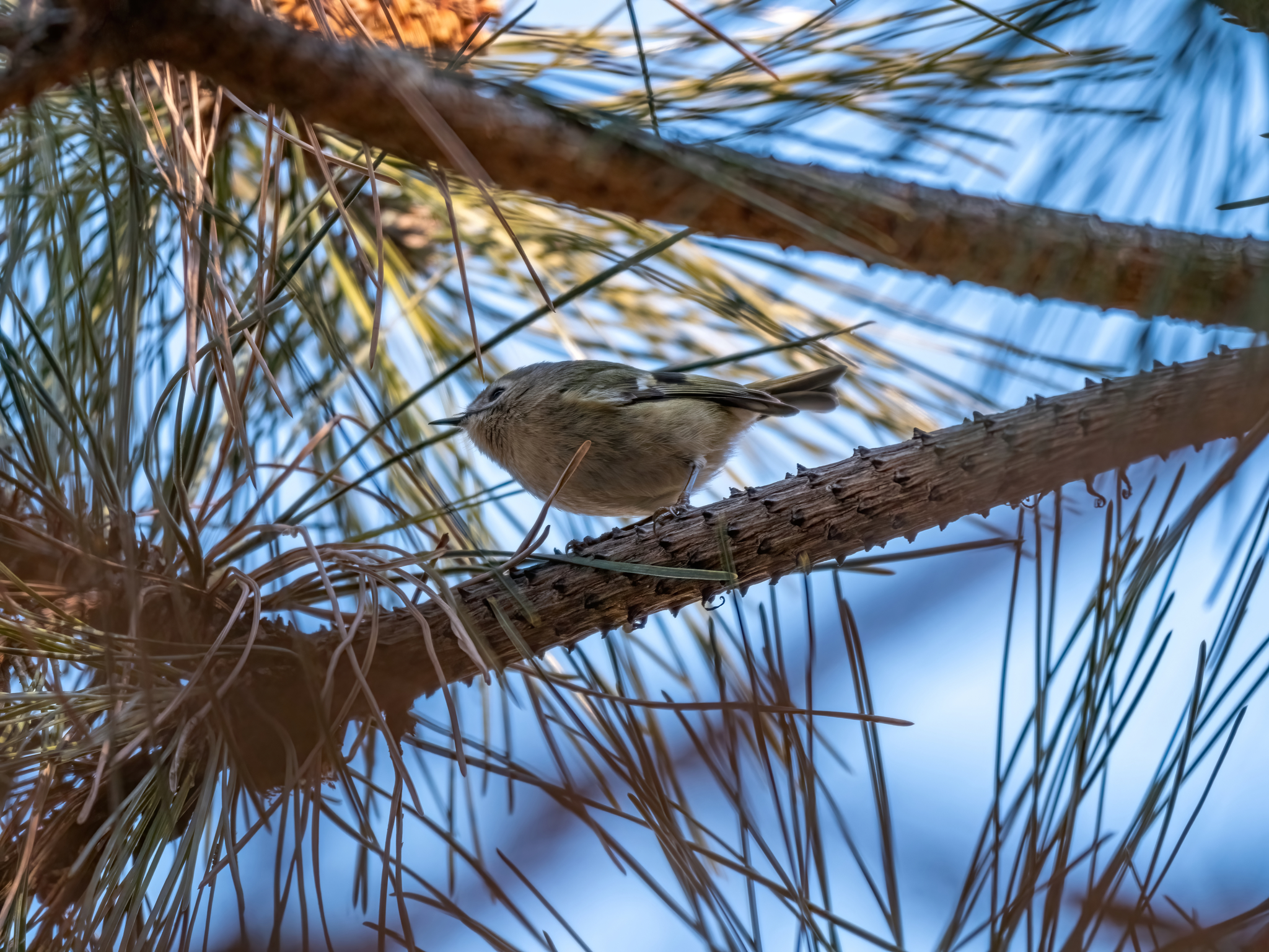 Goldcrest