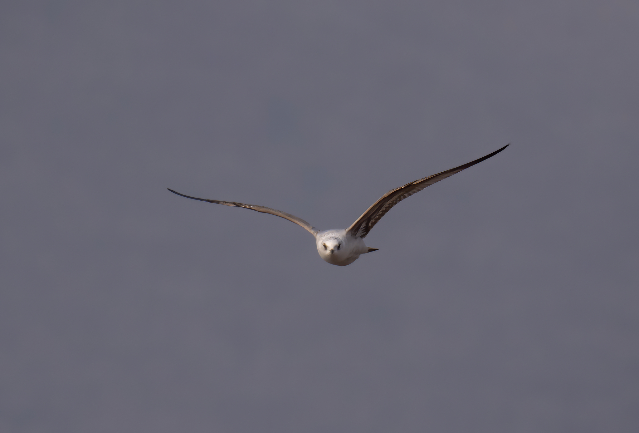 Common Gull
