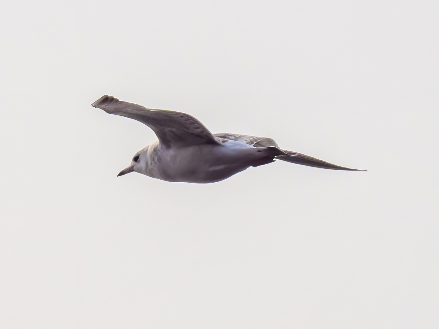 Common Gull