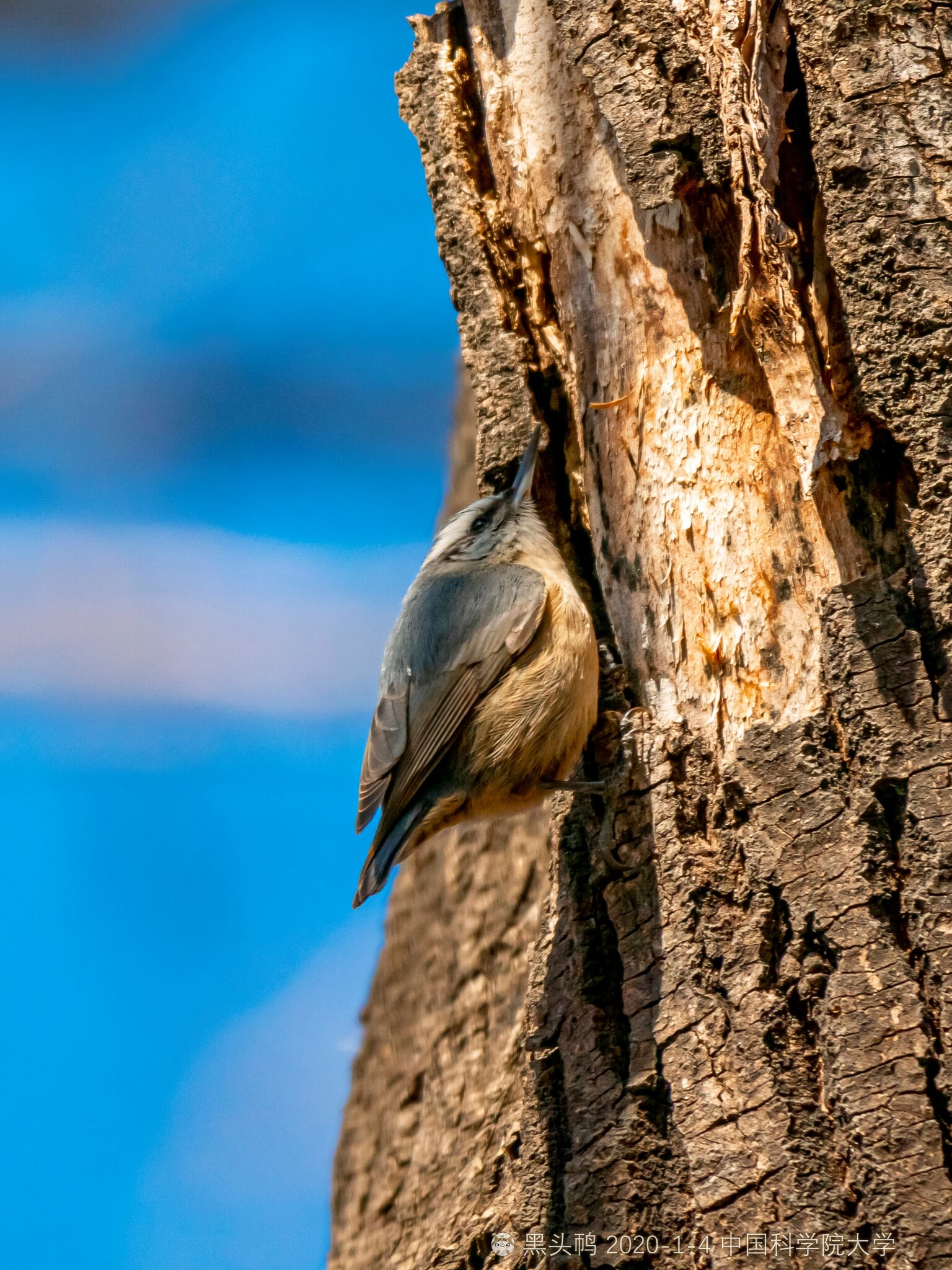 Chinese Nuthatch