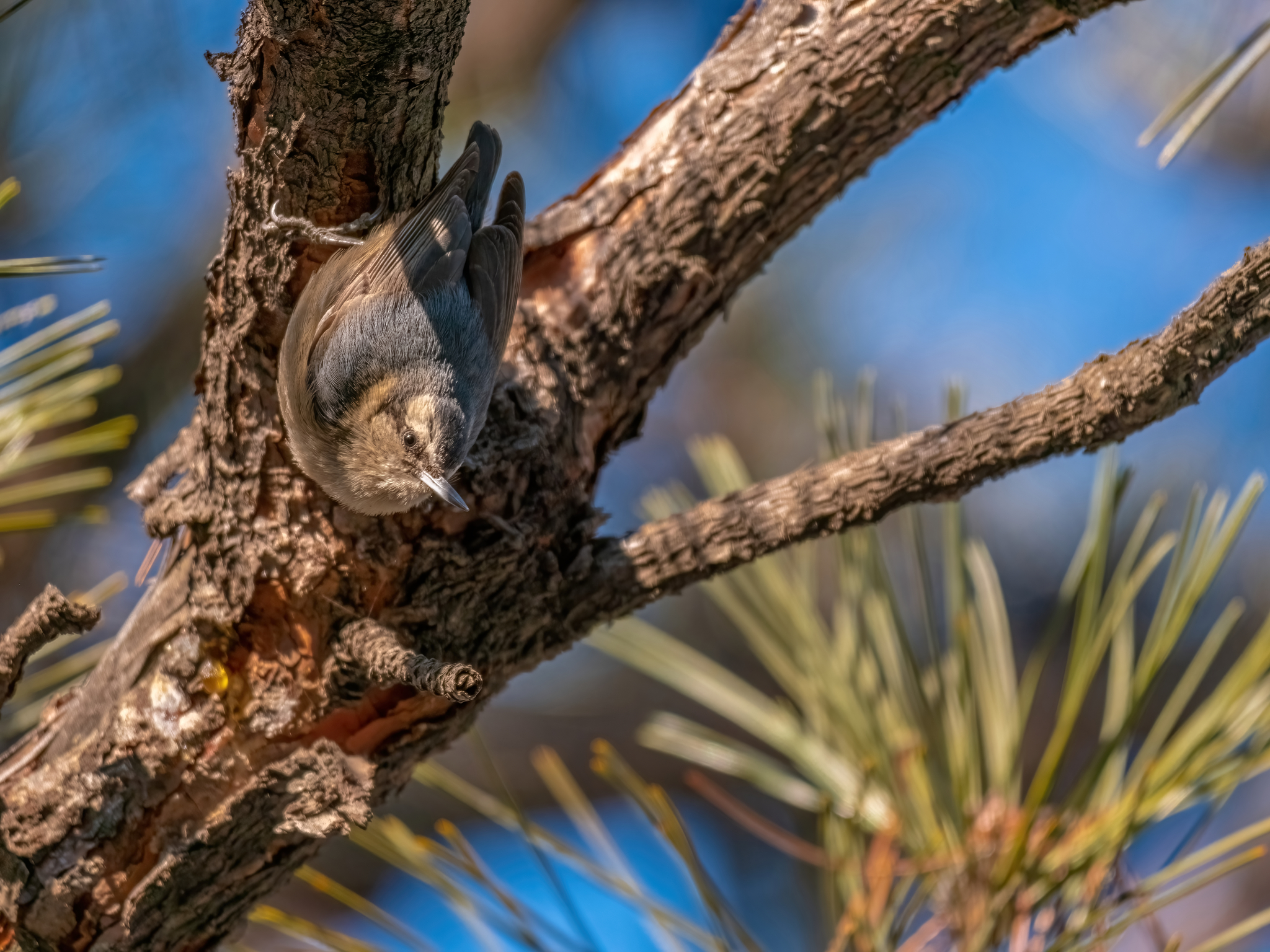 Chinese Nuthatch