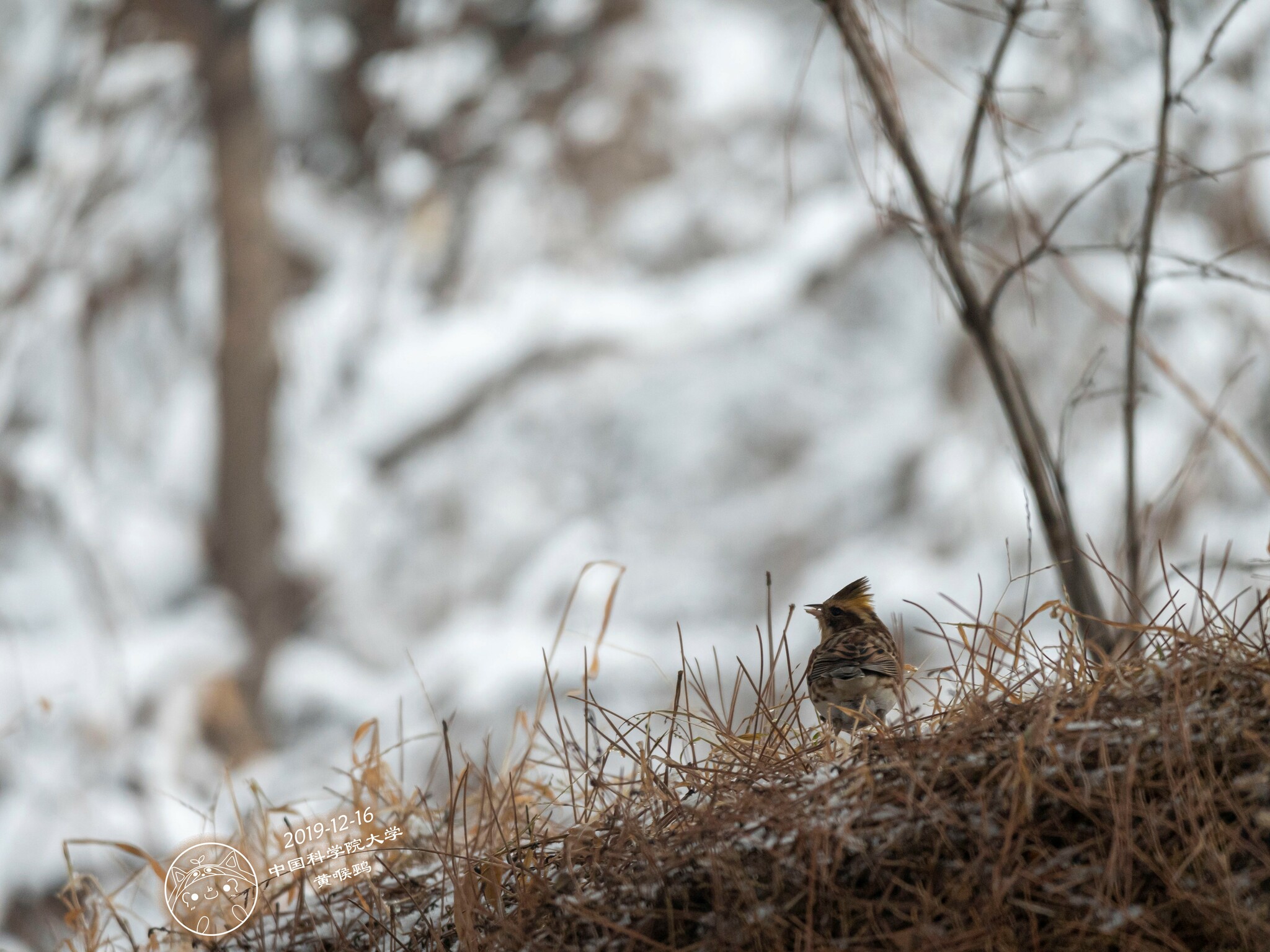 Yellow-throated Bunting