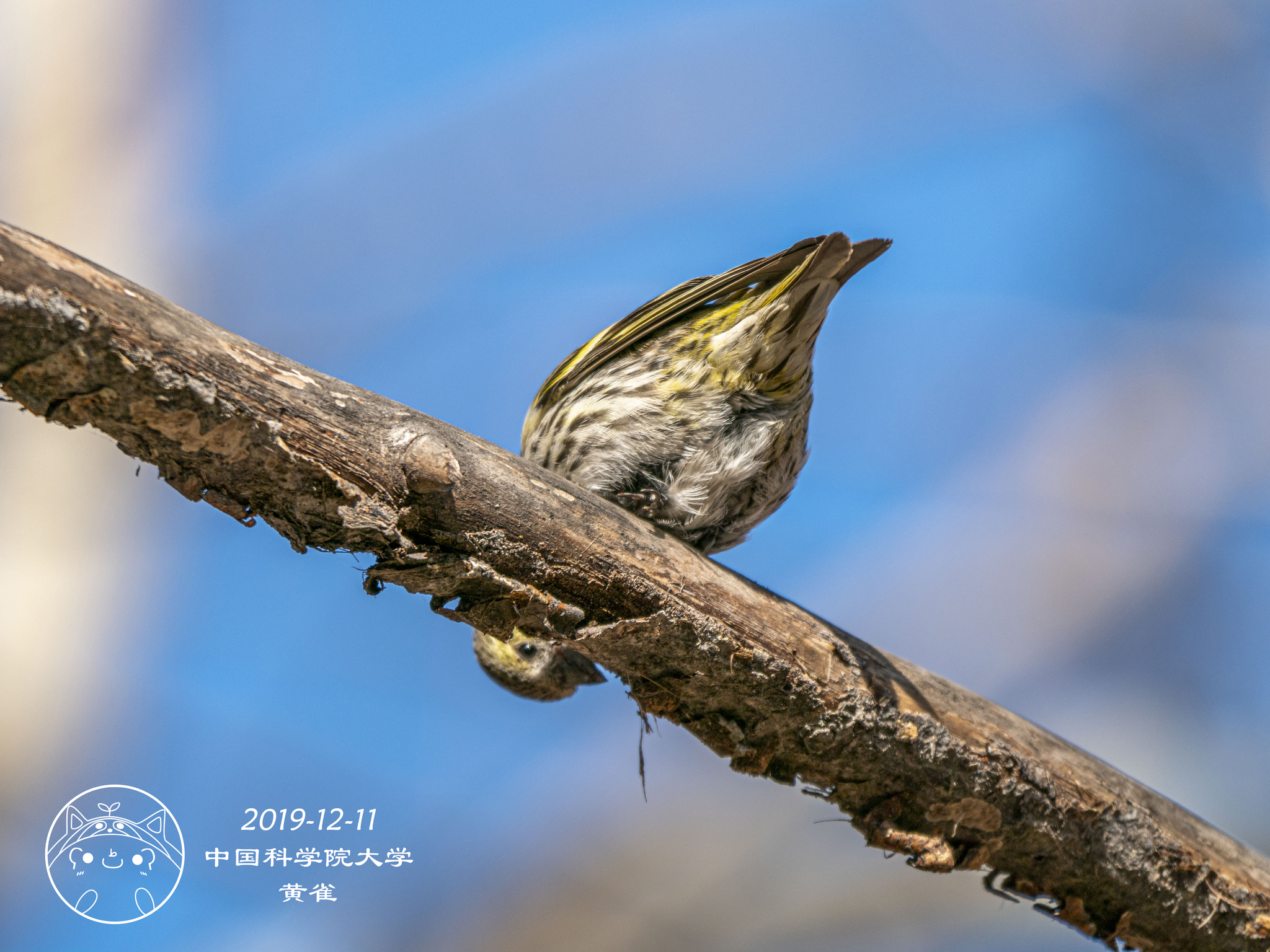 Eurasian Siskin