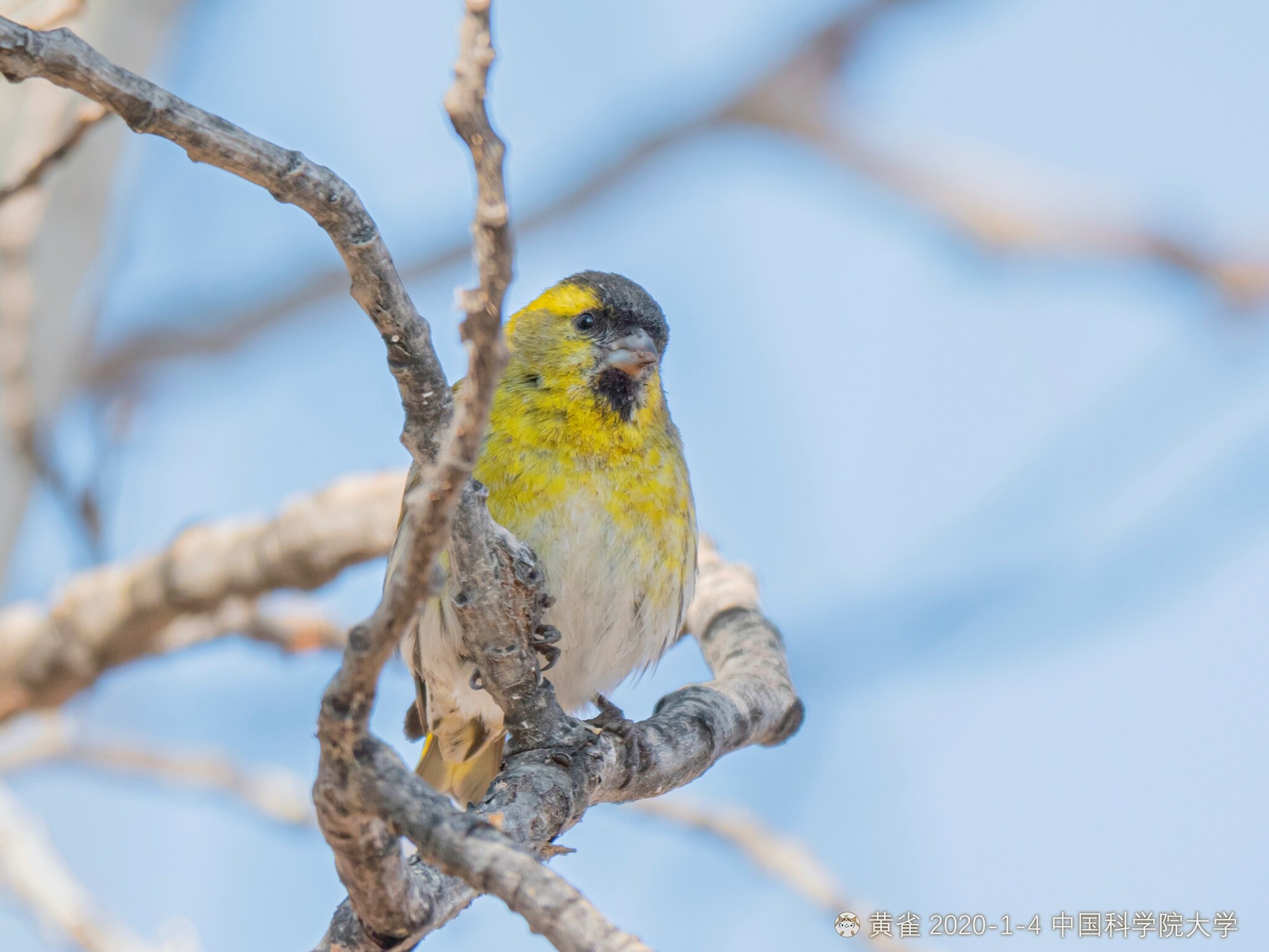 Eurasian Siskin