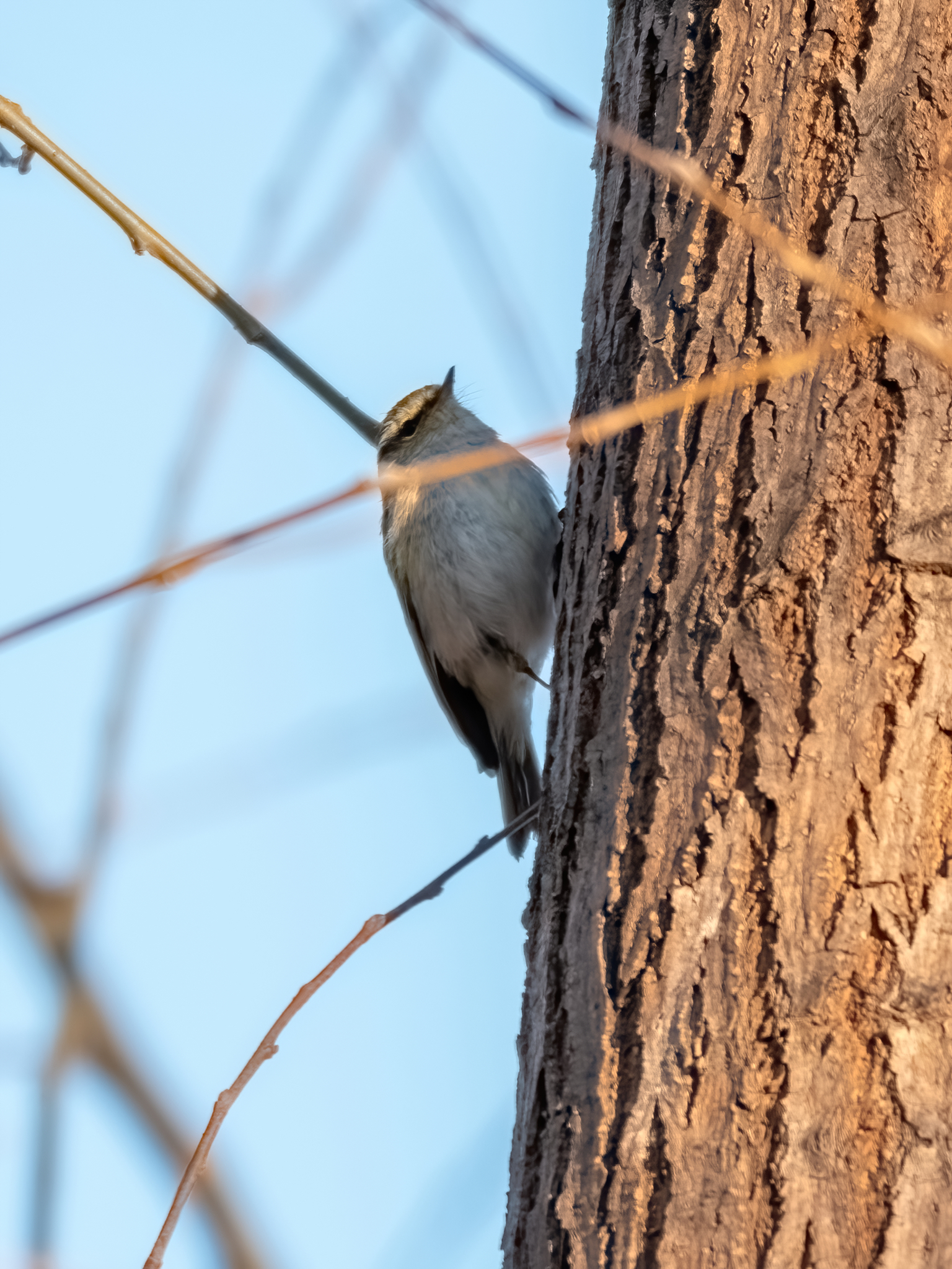 Pallas's Leaf Warbler