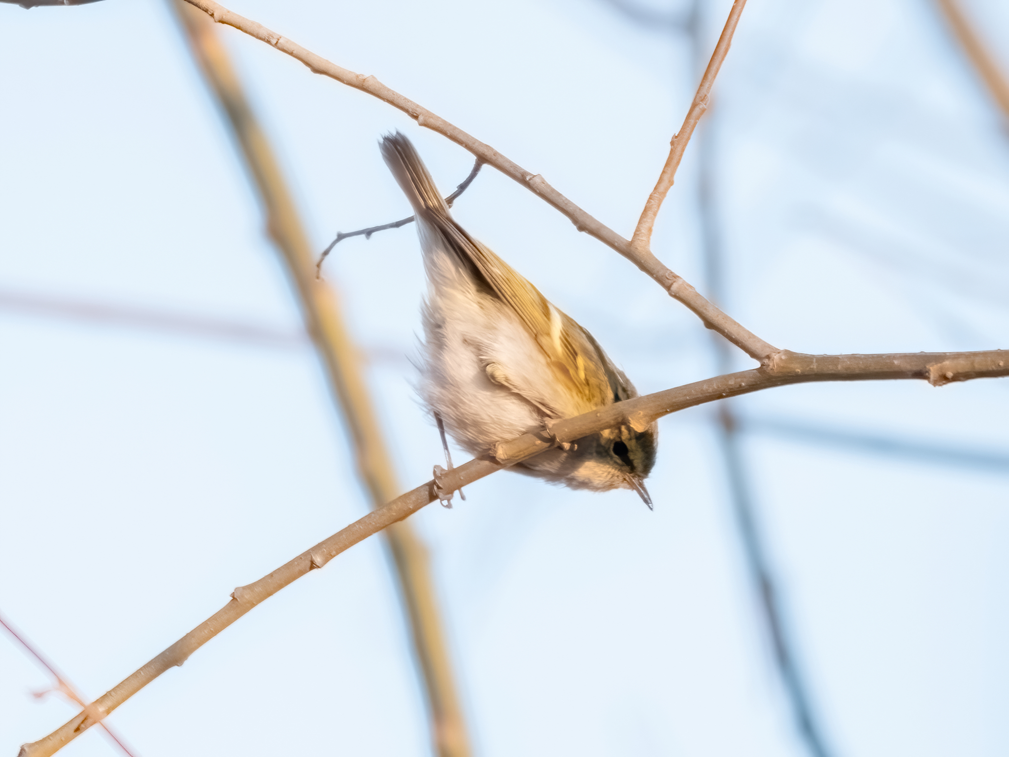 Pallas's Leaf Warbler