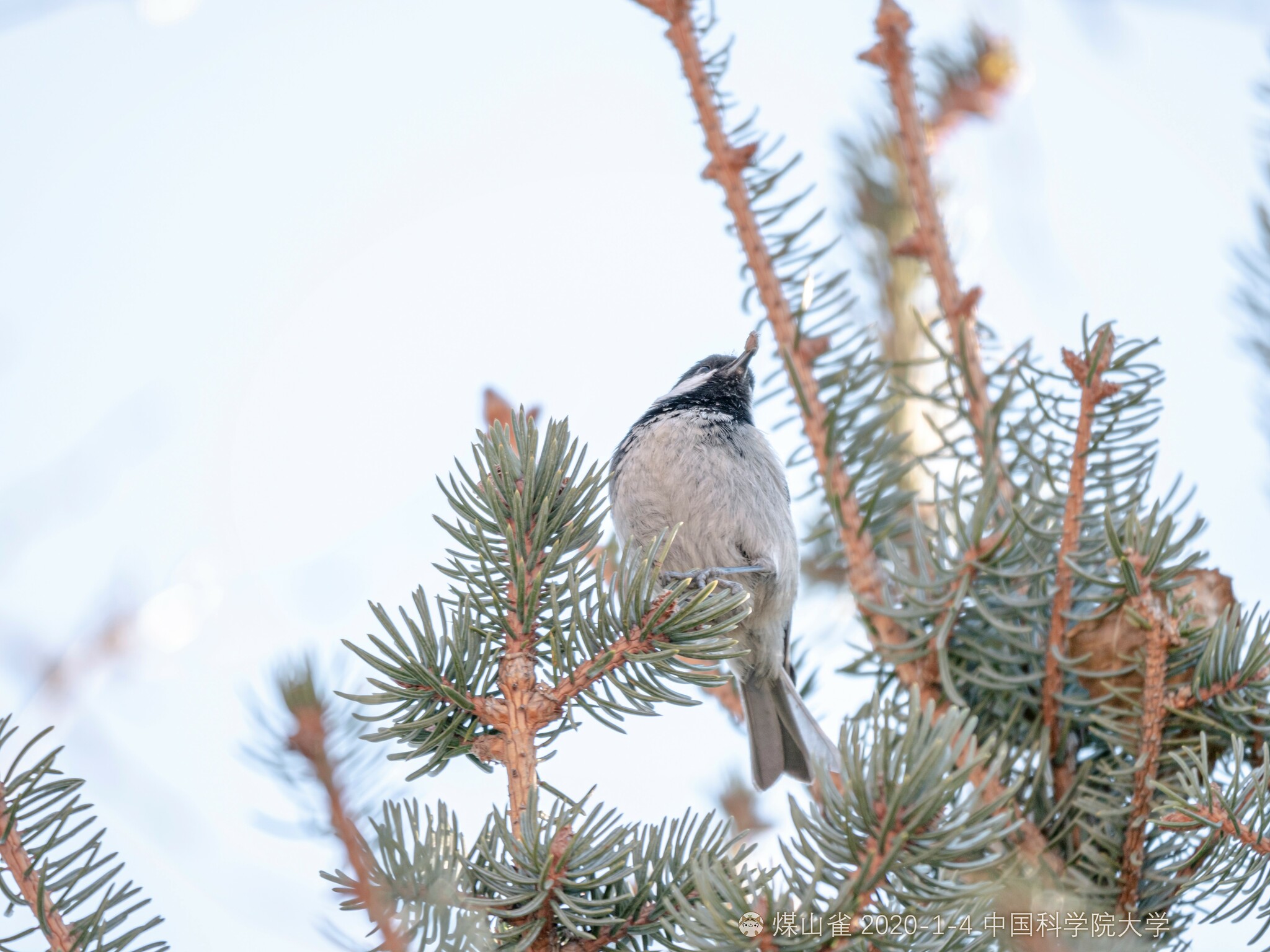 Coal Tit