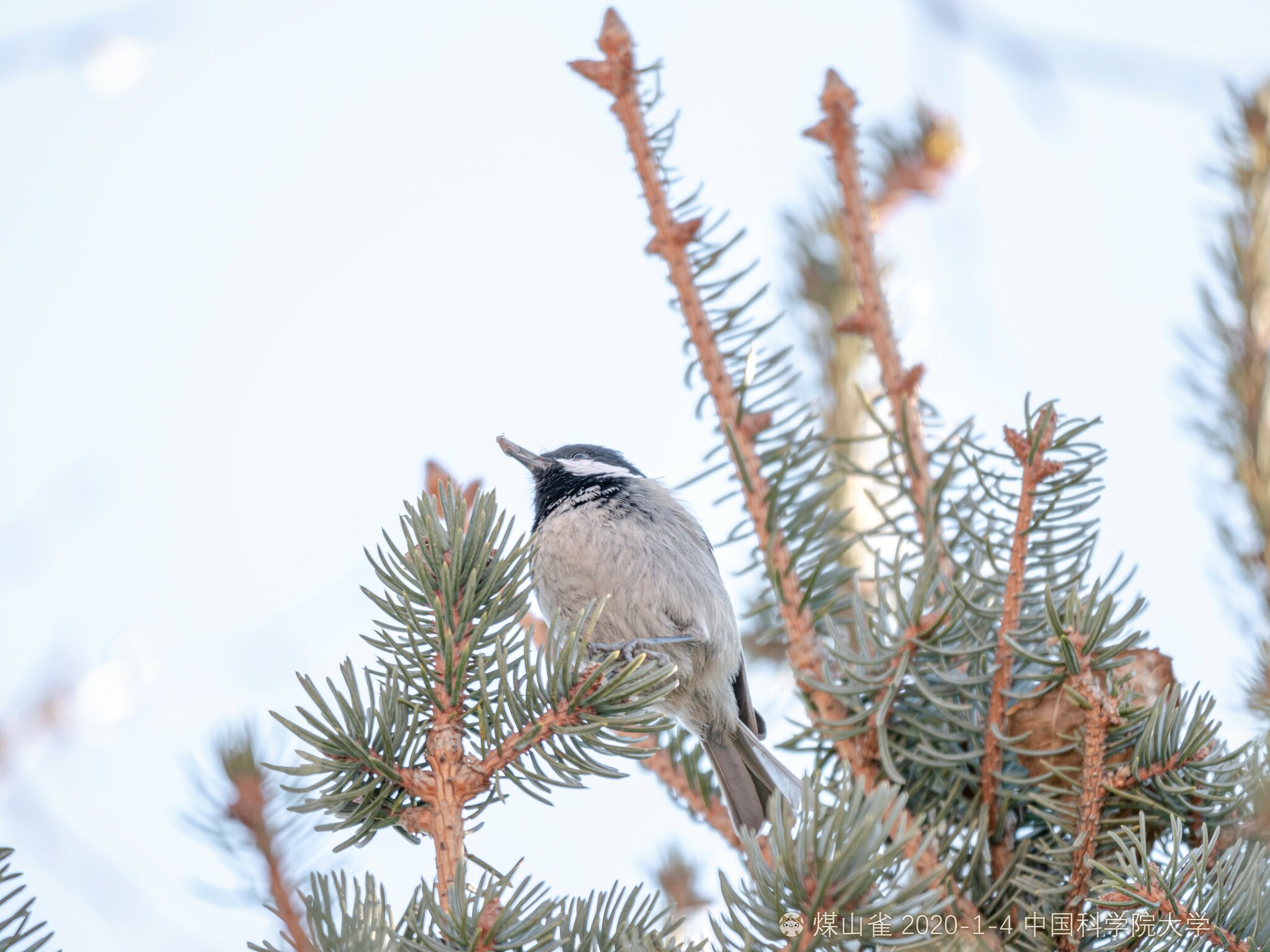 Coal Tit